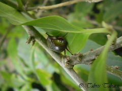 Coleoptera