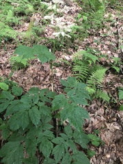 Astilbe biternata