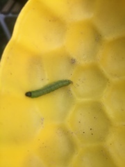 Lepidoptera