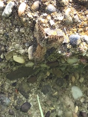Hypena abalienalis