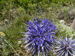 Echinops spinosissimus bithynicus