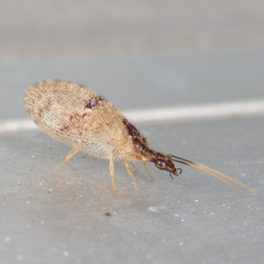 Sympherobius barberi