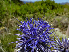 Echinops spinosissimus bithynicus