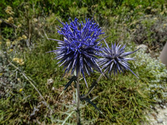 Echinops spinosissimus bithynicus