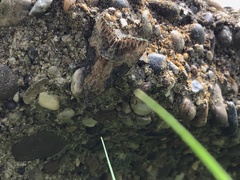 Hypena abalienalis