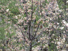 Prunus nigra