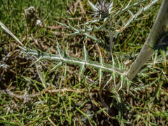 Echinops spinosissimus bithynicus