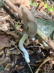 Helvella compressa