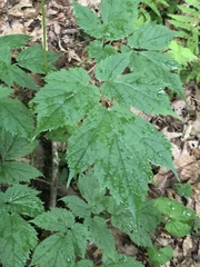 Astilbe biternata