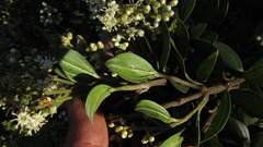 Miconia ligustrina