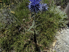 Echinops spinosissimus bithynicus