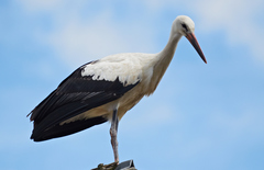 Ciconia ciconia