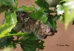 Eagris nottoana nottoana