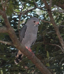 Kaupifalco monogrammicus