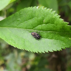 Adalia bipunctata