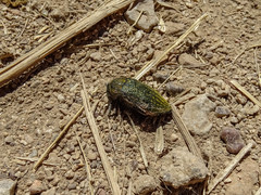 Julodis ehrenbergii