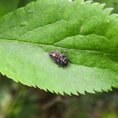 Adalia bipunctata
