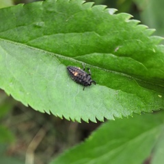 Adalia bipunctata
