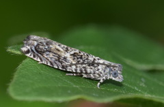 Epinotia nisella