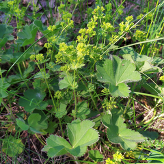 Alchemilla bungei