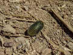 Julodis ehrenbergii