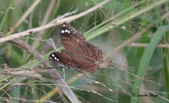 Junonia natalica