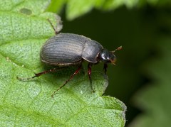 Maladera holosericea