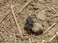 Julodis ehrenbergii