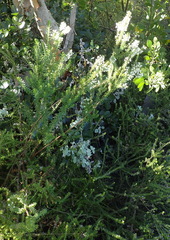 Struthiola dodecandra