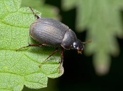 Maladera holosericea