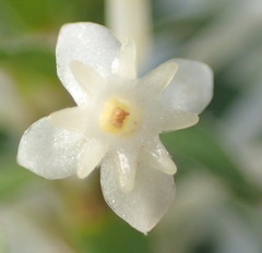 Struthiola dodecandra