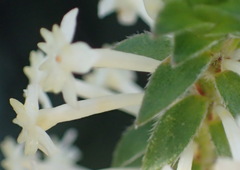 Struthiola dodecandra