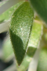 Struthiola dodecandra