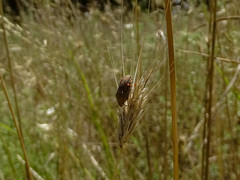 Eurygaster integriceps
