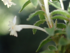 Struthiola dodecandra