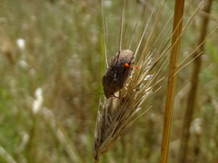 Eurygaster integriceps