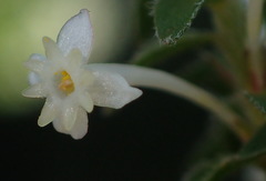Struthiola dodecandra