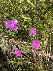 Centaurea × moncktonii