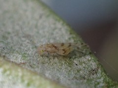 Trichopsocus
