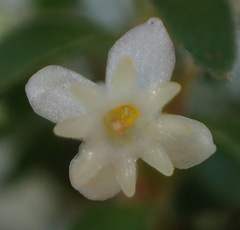Struthiola dodecandra
