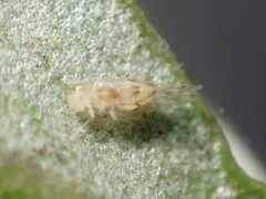 Trichopsocus