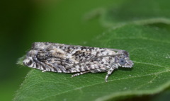 Epinotia nisella