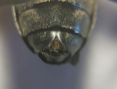 Trigonarthris proxima