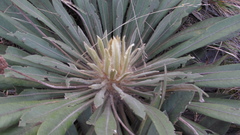 Espeletia rabanalensis