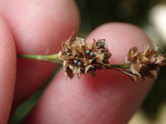 Luzula pallescens