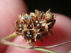 Luzula pallescens