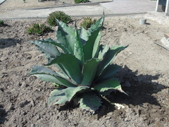 Agave
