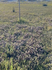 Chloropyron maritimum maritimum