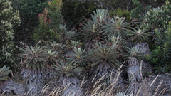 Espeletia rabanalensis