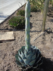 Agave